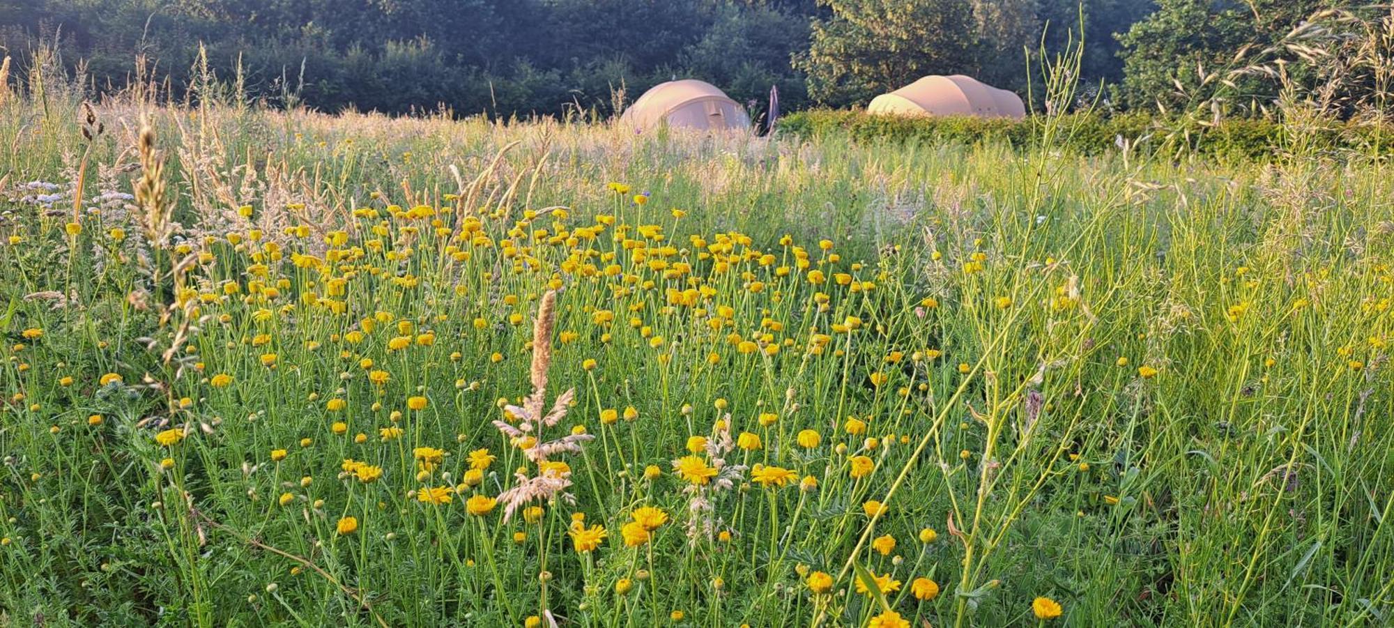 فندق ويستوترفي  Ecochique المظهر الخارجي الصورة